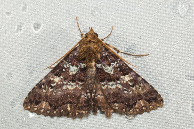 Sypna coelisparsa