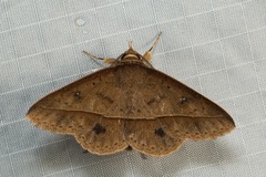 Tochara
