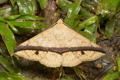 Ugia eugrapha