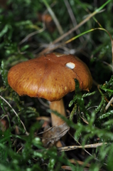 Thaxterogaster subpurpurascens