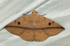 Ugia sundana