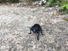 Timarcha tenebricosa