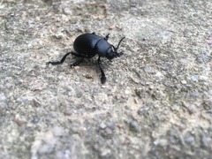 Timarcha tenebricosa