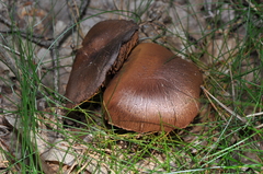 Cortinarius rubellus