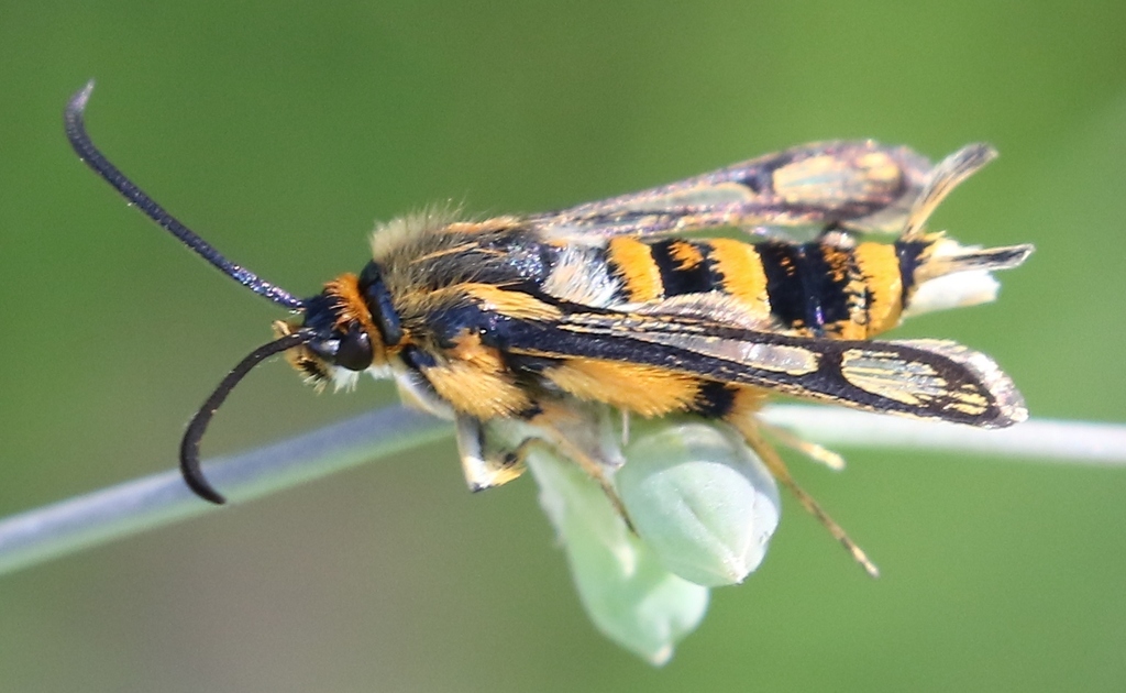 Chamaesphecia masariformis