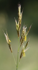 Bromus erectus