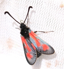 Zygaena punctum