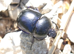 Trypocopris vernalis