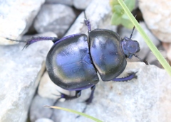 Trypocopris vernalis