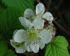 Rubus tuberculatus