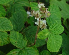 Rubus tuberculatus