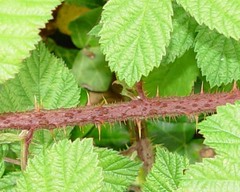 Rubus tuberculatus