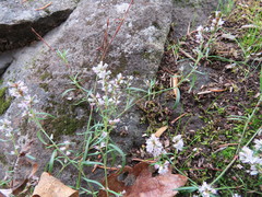 Polygonum spergulariiforme