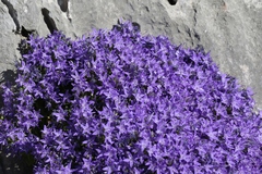 Campanula fenestrellata