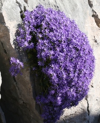 Campanula fenestrellata