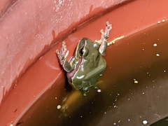 Hyla arborea