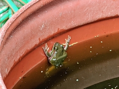Hyla arborea