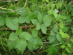 Rubus latifolius