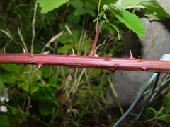 Rubus latifolius