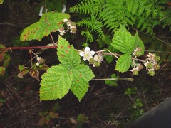 Rubus latifolius