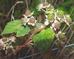 Rubus latifolius