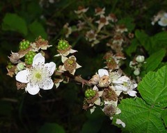 Rubus latifolius