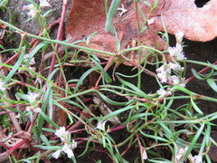 Polygonum spergulariiforme
