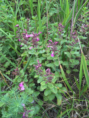 Teucrium chamaedrys