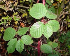 Rubus intensior