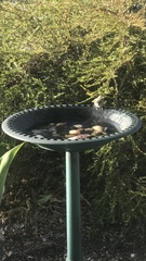 Lichmera indistincta