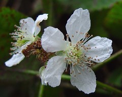 Rubus intensior