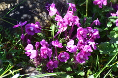 Pedicularis siphonantha