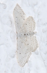 Idaea seriata