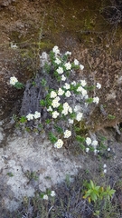 Anaphalioides subrigida