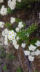 Anaphalioides subrigida