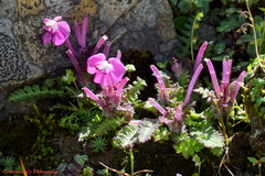 Pedicularis siphonantha