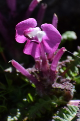 Pedicularis siphonantha