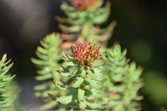 Rhodiola