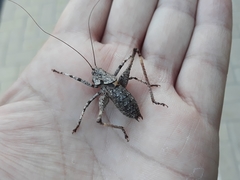 Thyreonotus bidens