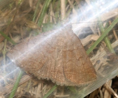 Zanclognatha lunalis