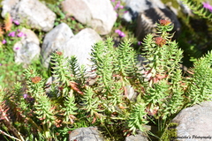 Rhodiola
