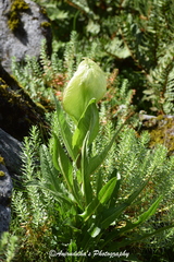 Saussurea obvallata