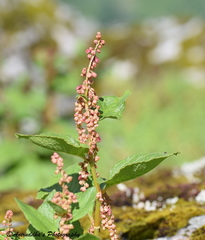 Koenigia rumicifolia