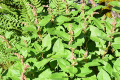 Koenigia rumicifolia