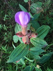 Melastomataceae