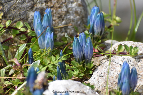 charming gentian (Gentiana venusta)