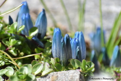 Gentiana venusta
