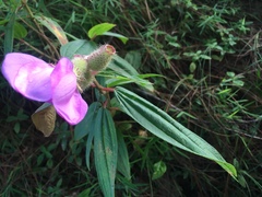 Melastomataceae