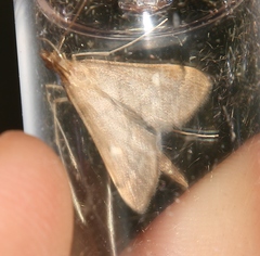 Dolicharthria punctalis