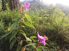 Melastomataceae